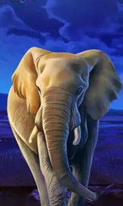 African Elephant